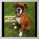 Suche nach boxerhunde poster Welpe