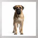 Suche nach mastiff poster Haustier
