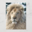 Suche nach lion head poster Wild