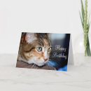 Suche nach katzenaugen karten Haustier