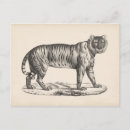 Recherche de tiger cartes postales Faune