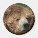 Recherche de kodiak Animaux