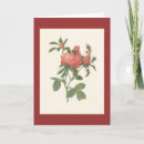 Suche nach rosa centifolia Redoute
