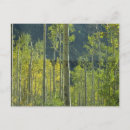 Suche nach aspen postkarten Baum