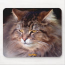Recherche de fentes tapis souris Chats