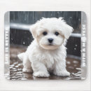 Suche nach maltesische mousepads Welpe
