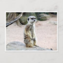 Recherche de suricates cartes postales Meerkat