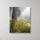 Suche nach rhododendron poster Redwoods national und staatspark