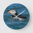 Recherche de puffin horloges Macareux de l'atlantique
