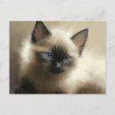 Suche nach unschuld poster Katze