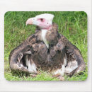 Recherche de oiseaux proie tapis souris Animaux