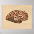 Suche nach menschliches gehirn poster Anatomie