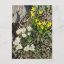 Recherche de fleurs de crocus cartes postales Jaune