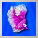 Recherche de betta posters Blanc