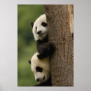 Suche nach shaanxi poster Moos