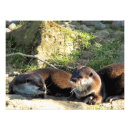 Suche nach marder poster Otter