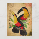 Recherche de oiseau exotique cartes postales Toucan