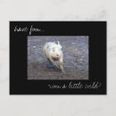 Recherche de wild cartes postales Porc