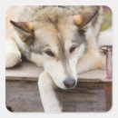 Suche nach husky aufkleber Alaska