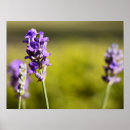 Suche nach der aromatherapie poster Lavendel