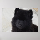 Recherche de canin posters Animaux