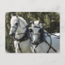Recherche de percherons cartes postales Équipe