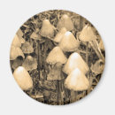 Suche nach pilze magnete Nahrung