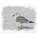 Recherche de ornithologie art Faune