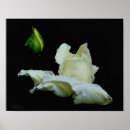 Suche nach weiße rosenknospe Fotografie