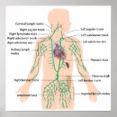 Suche nach drusen poster Anatomie