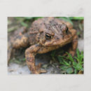 Recherche de crapaud cartes postales Sauvage