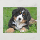 Suche nach sennenhund karten Berner