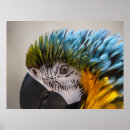 Recherche de perroquet art Animaux