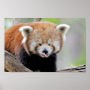 Recherche de panda rouge posters Animal