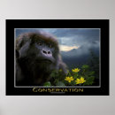 Recherche de gorilles de montagne posters Rwanda
