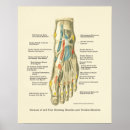 Recherche de pieds posters Anatomie