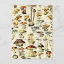 Suche nach vintage hütte postkarten Pilze