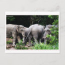 Recherche de asiatiques cartes postales Animaux