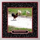 Recherche de humour coq art Poulets