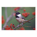 Recherche de chickadee art Nature