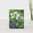 Suche nach veilchen karten Violett