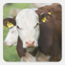Recherche de tête vache autocollants Extérieur