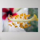 Recherche de pollen art Fleur