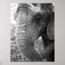 Suche nach elefant poster Porträt