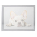 Suche nach cute notizblock Domestic animals