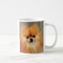 Recherche de pomeranian tasses Race