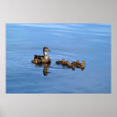 Suche nach baby enten poster Wasservögel