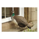Suche nach peahen poster Natur