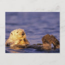 Recherche de loutres cartes postales Mignon