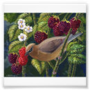 Suche nach zeder poster Vögel